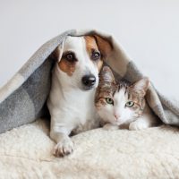 Dog,And,Cat,Together.,Dog,Hugs,A,Cat,Under,The